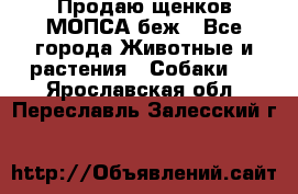 Продаю щенков МОПСА беж - Все города Животные и растения » Собаки   . Ярославская обл.,Переславль-Залесский г.
